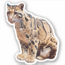 foto de leopardo nebuloso natureza vida selvagem e