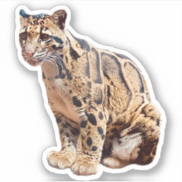 Adesivo foto de leopardo nebuloso natureza vida selvagem e
