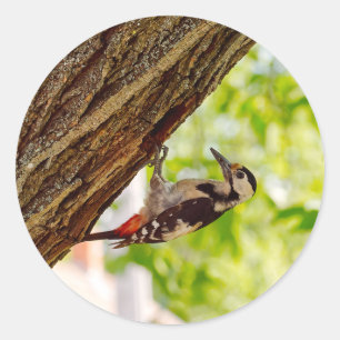 Adesivo Foto de Pássaro Pica-Pau Selvagem