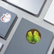 Foto de periquitos verdes e amarelos