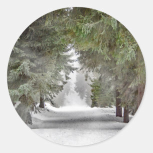 Adesivo Foto de Pinus na Estrada Florestal