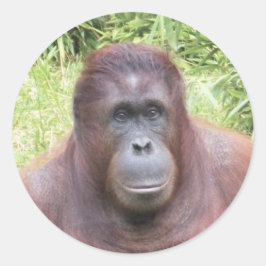 Adesivo Foto de Retrato Animal Orangutan