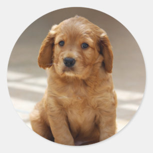 Adesivo Foto de Retrato de Puppy
