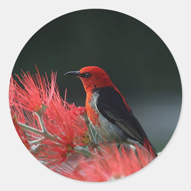 Adesivo Foto de Scarlet Honeyeater (Frente)