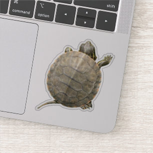 Adesivo Foto De Tartaruga Pequena (Tortoise)