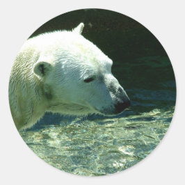 Adesivo Foto de Urso Polar