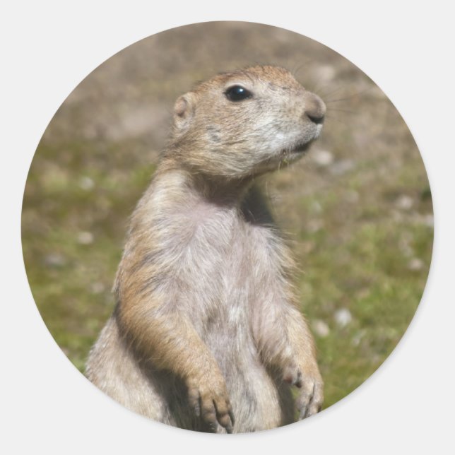 Adesivo Foto de Vida Selvagem de Cão-da-pradaria-de-cauda- (Frente)