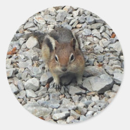 Adesivo Foto de Wildlife de Chipmunk