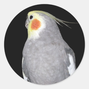 Adesivo Foto do Cockatiel do pássaro do animal de