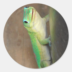 Adesivo Foto do Gecko Dourado Dust Day