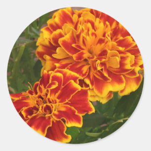 Adesivo Foto do Jardim de Greve de Marigolds Laranja