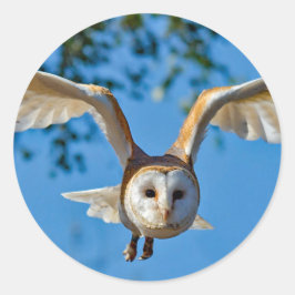 Adesivo Foto do Voo Barn Owl