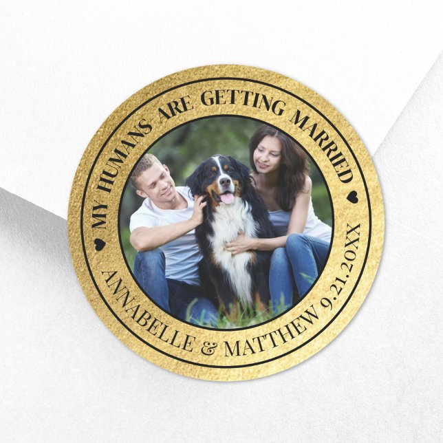Adesivo Foto Dourada Pet Wedding Salvar Data (Dog Photo Pet Gold Wedding Save The Date Classic Round Sticker)