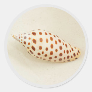 Adesivo Foto Elegante Tropical Junonia Florida Beach Shell