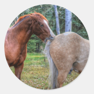 Adesivo Foto equina de amante de cavalos em um rancho BC