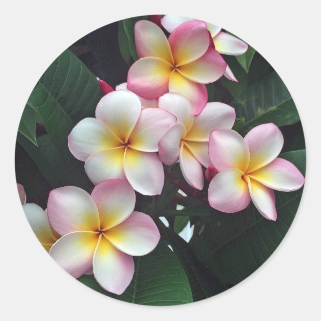 Adesivo Foto Floral bonito de Plumeria Rosa e Amarela (Frente)