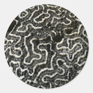 Adesivo Foto natural do Abstrato do Coral Negro e Branco I