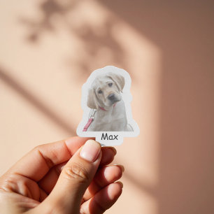 Adesivo Foto personalizada do filhote Labrador Retriever