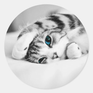 Adesivo Foto preta e branca de um gato