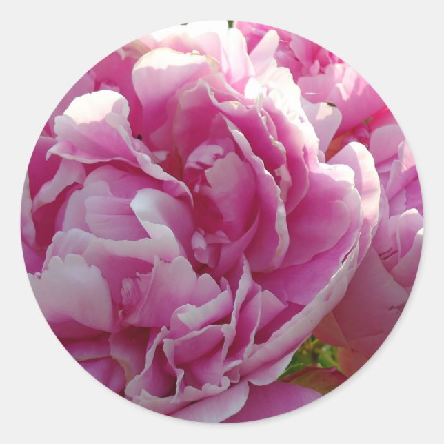 Adesivo Foto rosa de Peony caseiro caseiro caseiro floral (Frente)