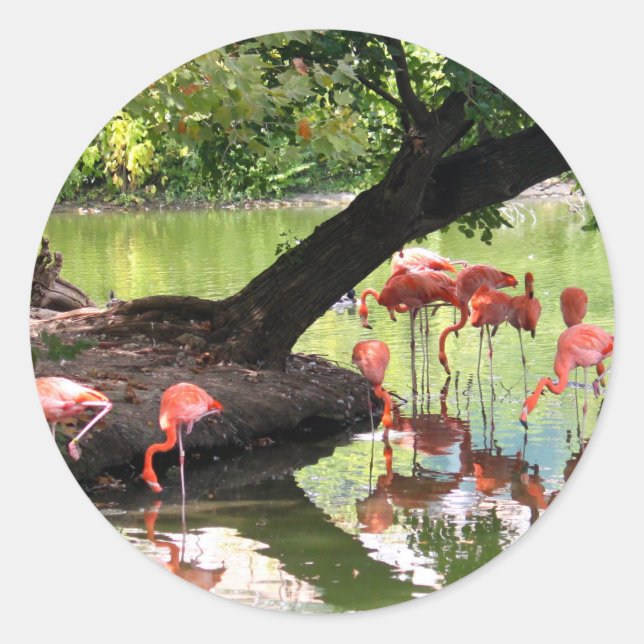 Adesivo Foto rosa Flamingo Flock Wildlife (Frente)