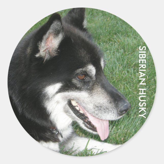 Adesivo Foto Siberian Husky (Frente)