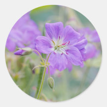 Foto sonhadora da natureza de Gerânio Silvestre Vi