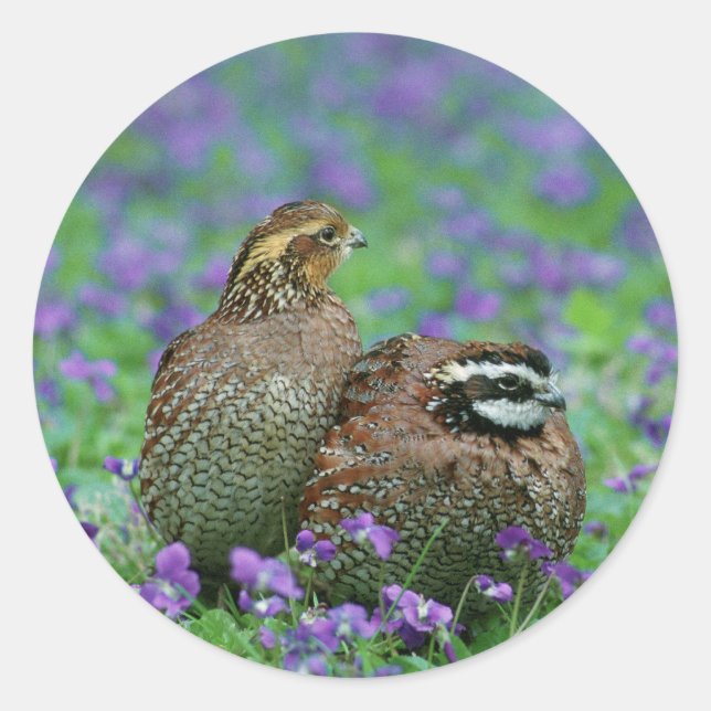 Adesivo Fotografia Bobwhite Quail (Frente)