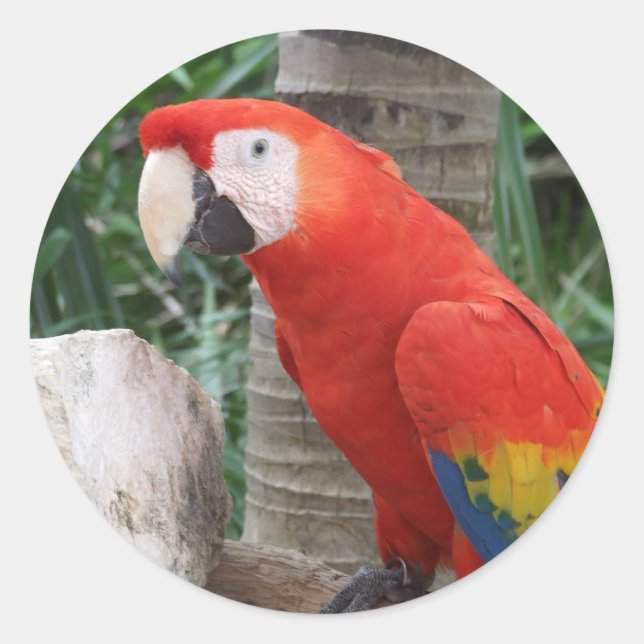 Adesivo Fotografia da Macaw Scarlet (Frente)