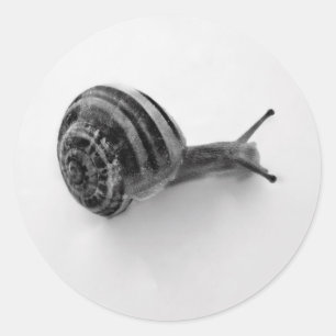 Adesivo Fotografia da Natureza de Caracol de Jardim