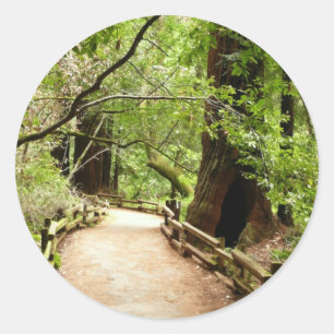 Adesivo Fotografia da Natureza do Caminho Muir Woods II