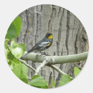 Adesivo Fotografia da natureza Warbler de Audubon
