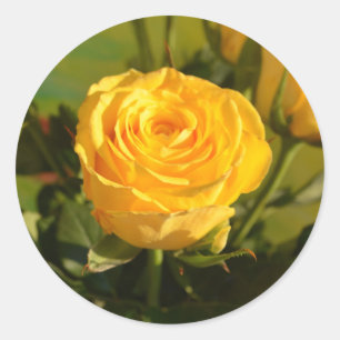 Adesivo Fotografia de Bela Rosa Amarela