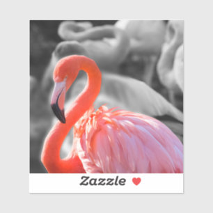 Adesivo Fotografia de Flamingo Bird