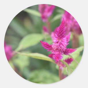 Adesivo Fotografia de Flores Rosa Celosia Garden Nature