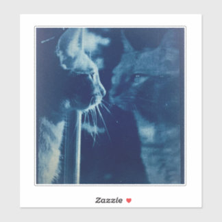 Adesivo Fotografia de Gato Azul-Bubba