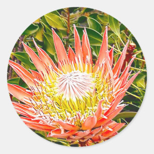 Adesivo Fotografia de Protea australiana