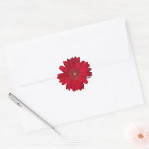 Adesivo Fotografia do Red Gerber Daisy Close