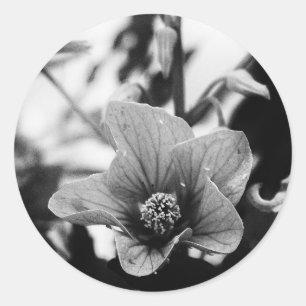 Adesivo Fotografia Floral a Preto e Branco