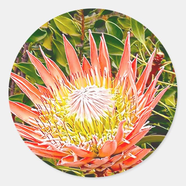Adesivo Fotografia floral australiana Protea (Frente)