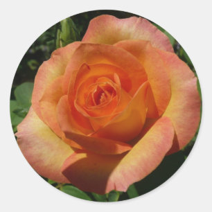 Adesivo Fotografia Floral Laranja Peach Rosa