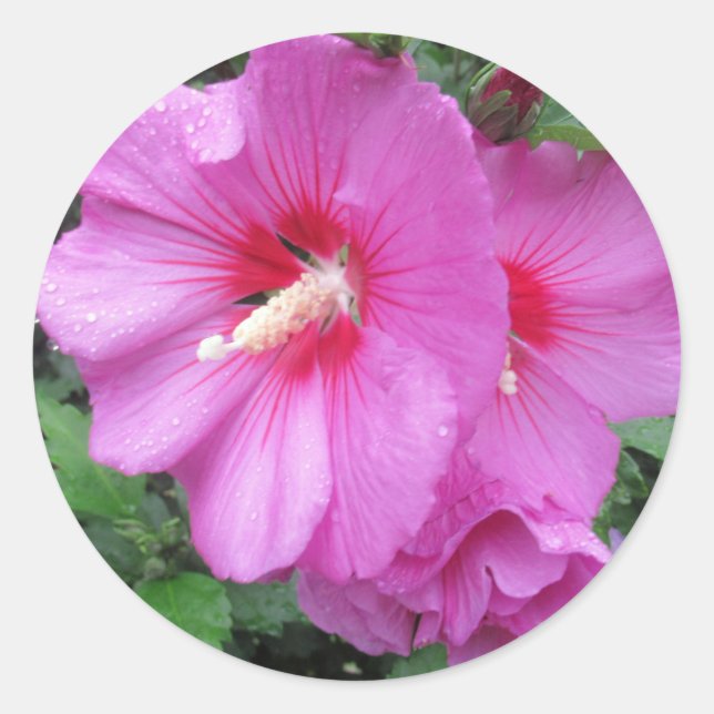 Adesivo Fotografia Floral Rosa (Frente)
