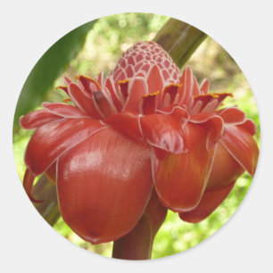 Adesivo Fotografia Tropical do Flor Vermelho Torch Ginger
