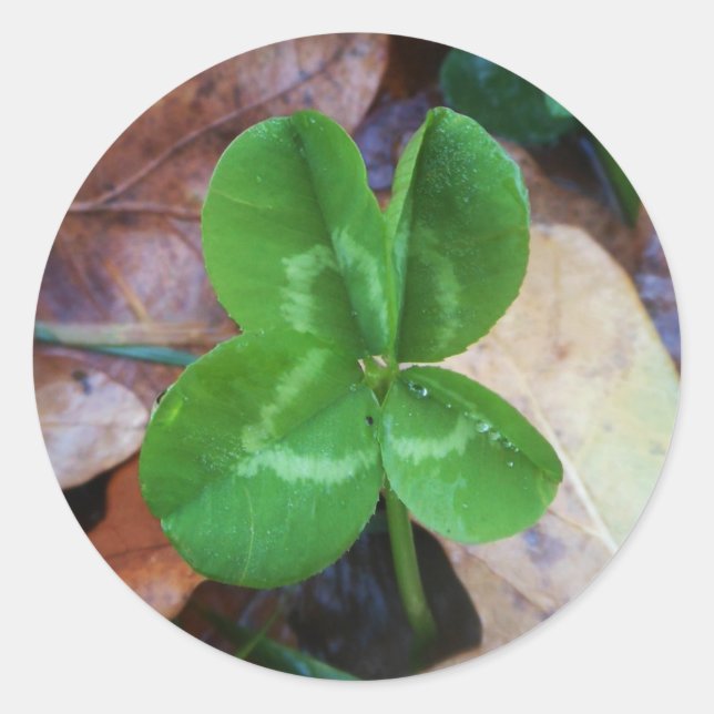 Adesivo Four leaf clover Sticker  (Frente)