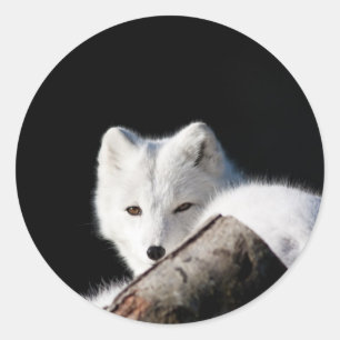 Adesivo Fox ártico