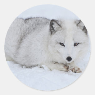 Adesivo Fox ártico na neve