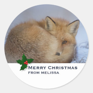 Adesivo Fox Raposa Bonita Enrolada Foto de inverno Natal