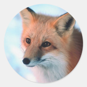 Adesivo Fox vermelho bonito