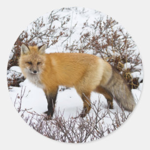 Adesivo Fox vermelho na neve no inverno