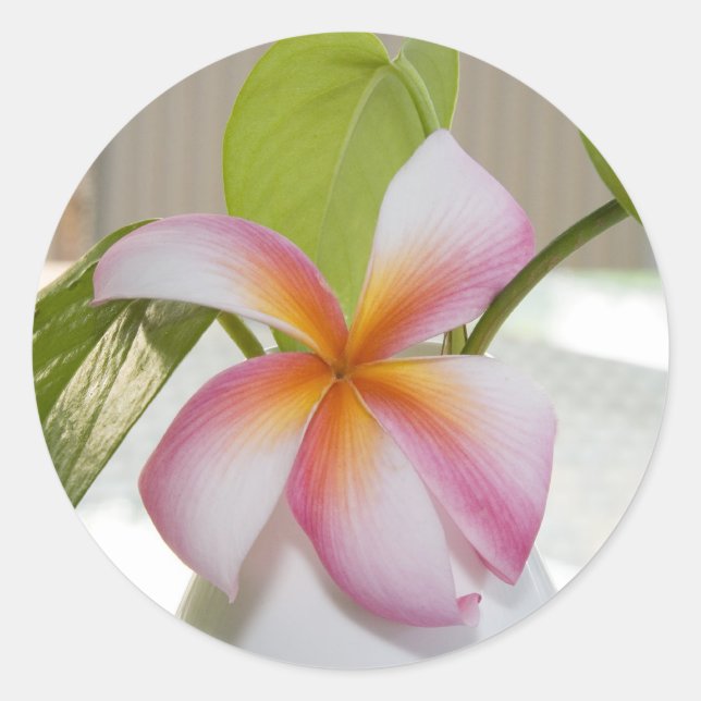 Adesivo Frangi Panni (Frente)